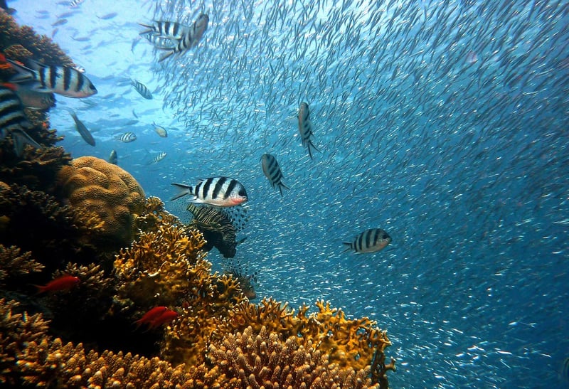 School of Fish