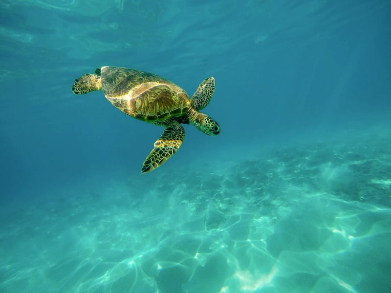 Sea Turtle